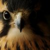 Falcofemoralis